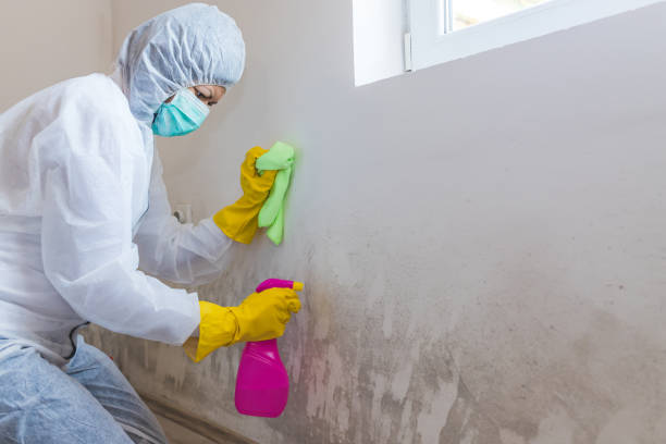 Trusted Dubois, PA Mold Removal Experts